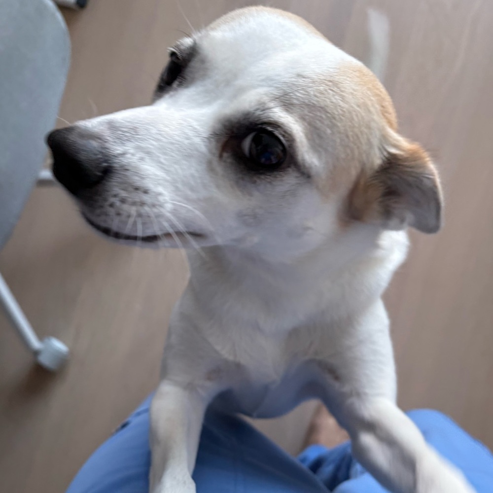 Meet your Posher, Hazel